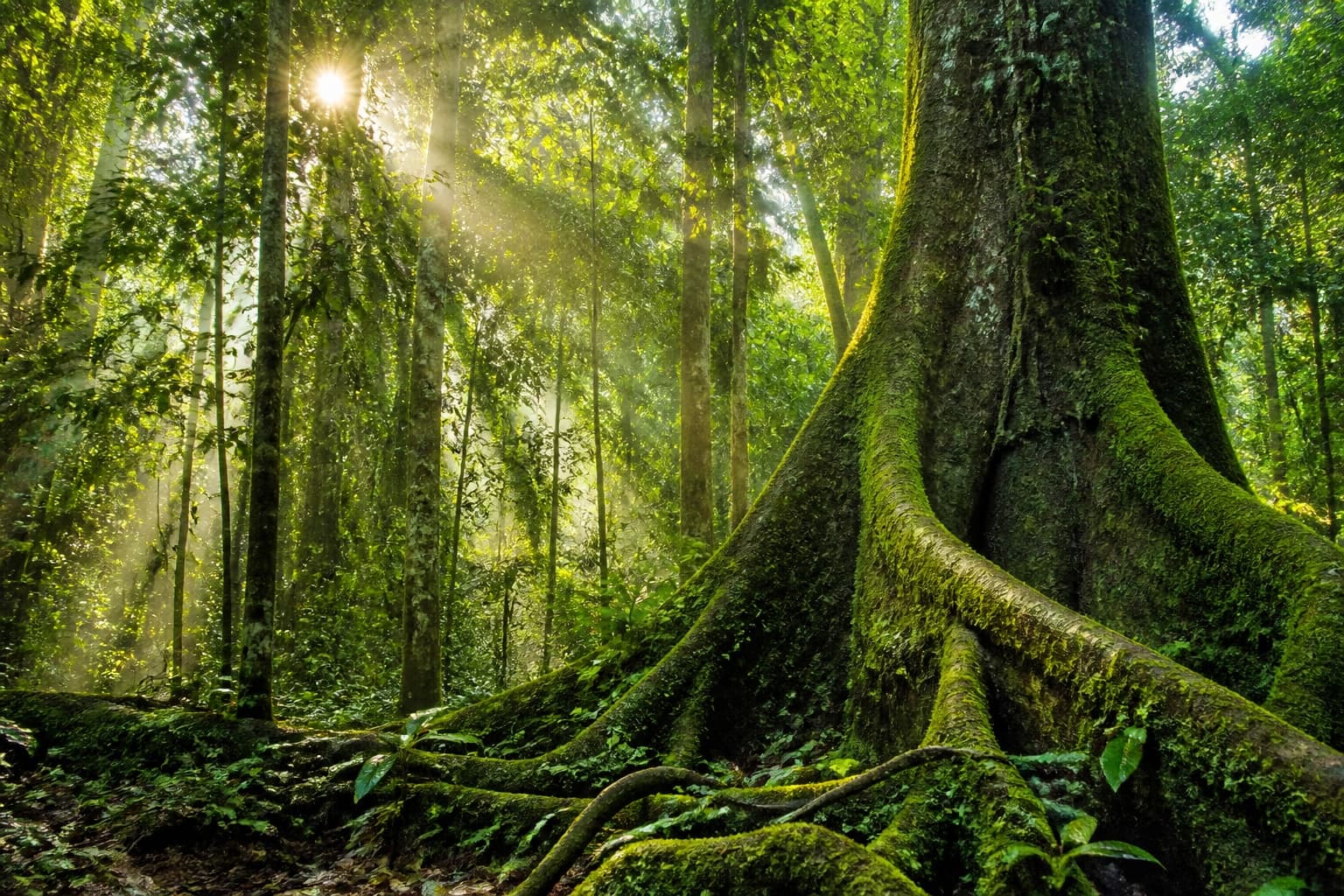 Forêt tropicale